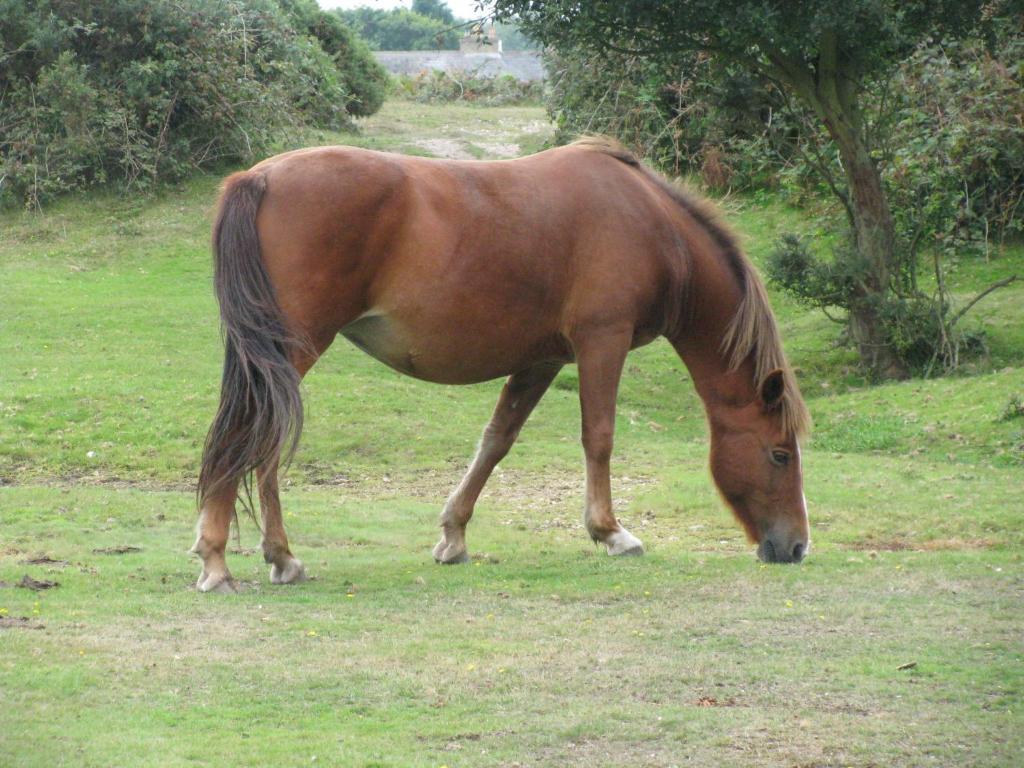 Leyland Country House Lymington Esterno foto